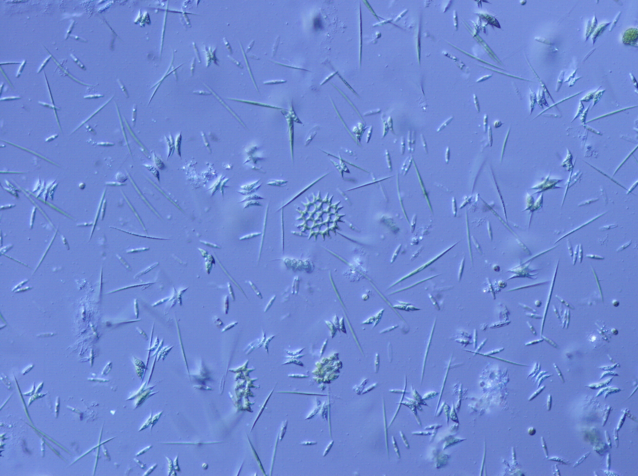 Strangers in a strange land: observing the consequences of evolution in biological invasions